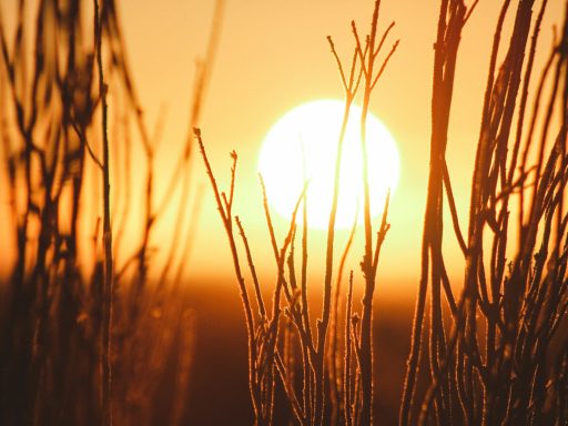 shallow focus photography of grains with sun